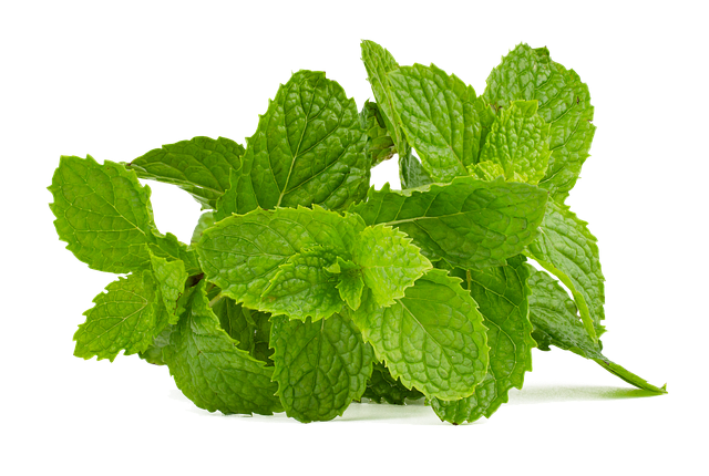 Menta